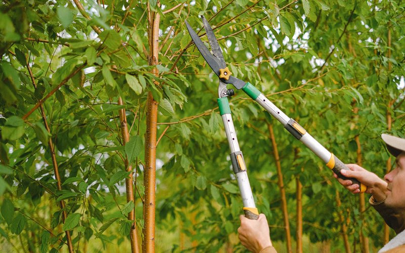 Tree trimming in Woodland, WA