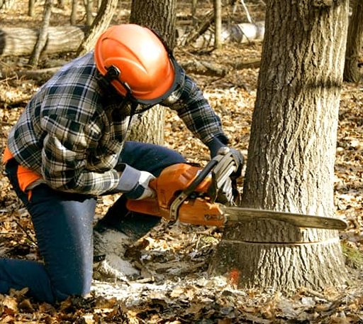Tree Removal in Woodland, WA